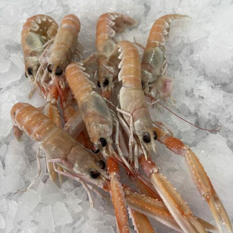 langoustine crue